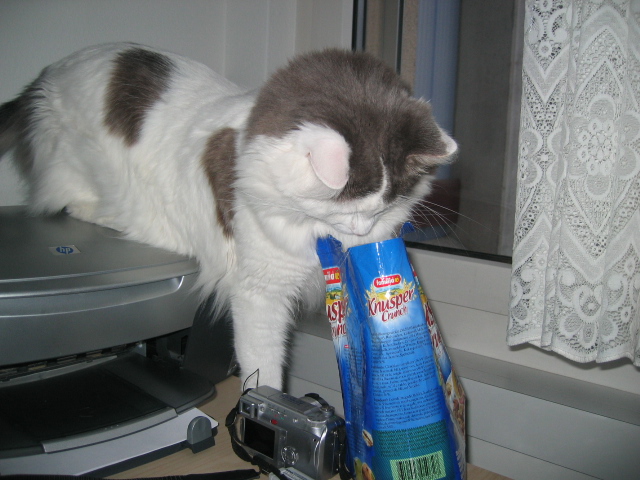 Bild von meinem Kater
