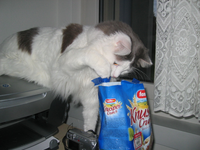 Bild von meinem Kater