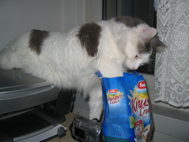 Bild von meinem Kater